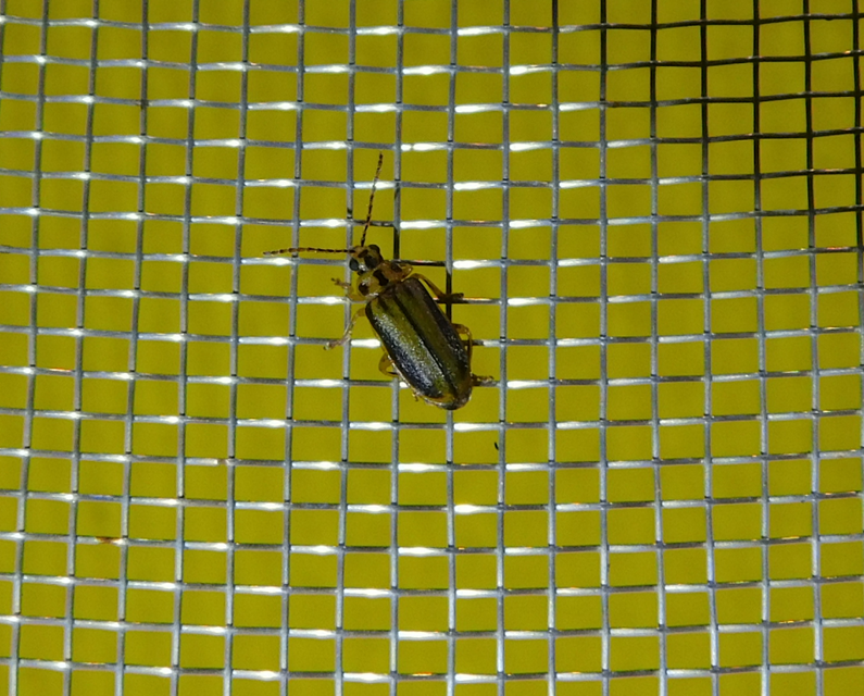 Xanthogalerucella luteola - szilfa-olajosbogár
