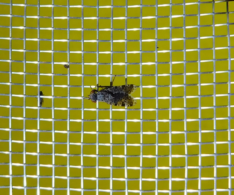 Callopistromyia annulipes - pávalégy
