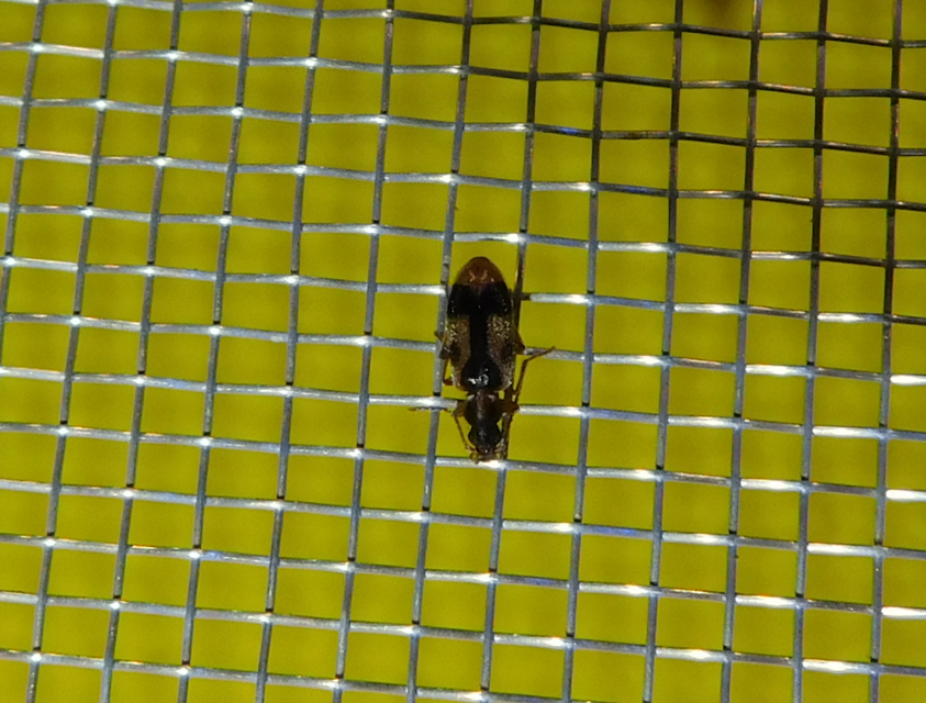 Notoxus monoceros - sárgahasú nyakszarvúbogár