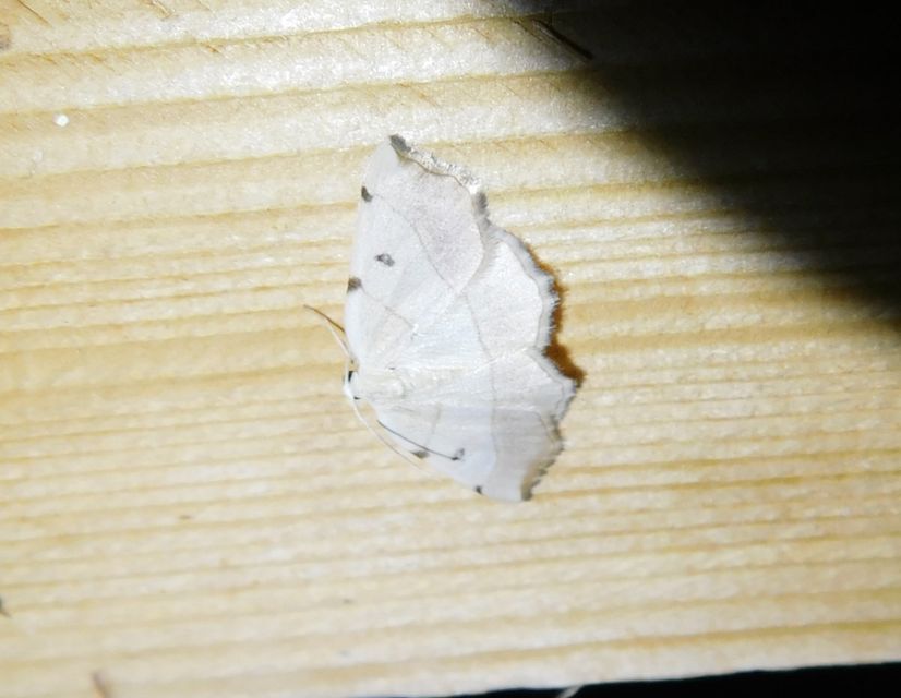 Eilicrinia trinotata - háromjegyű araszoló