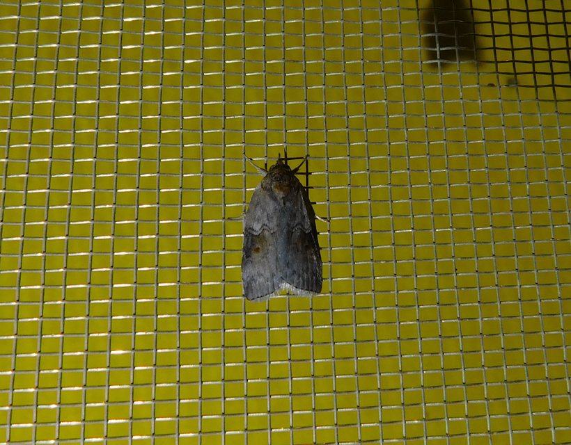 Nycteola asiatica - nyárfa-trapézbagoly