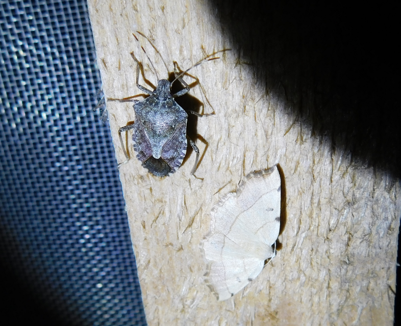 Eilicrinia trinotata - háromjegyű araszoló