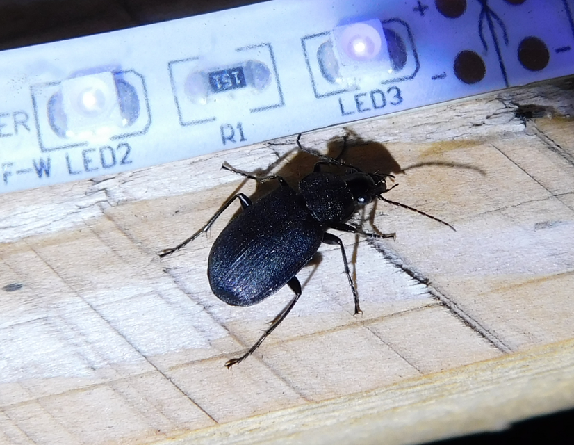 Chlaenius tristis - fekete bűzfutó