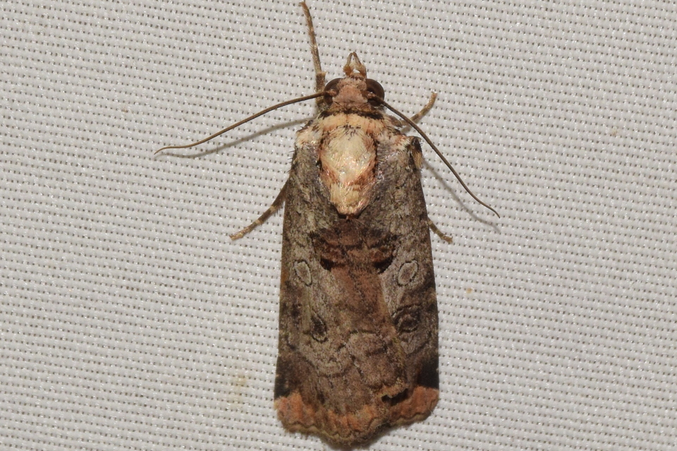 Epilecta linogrisea - karcsú sárgafűbagoly