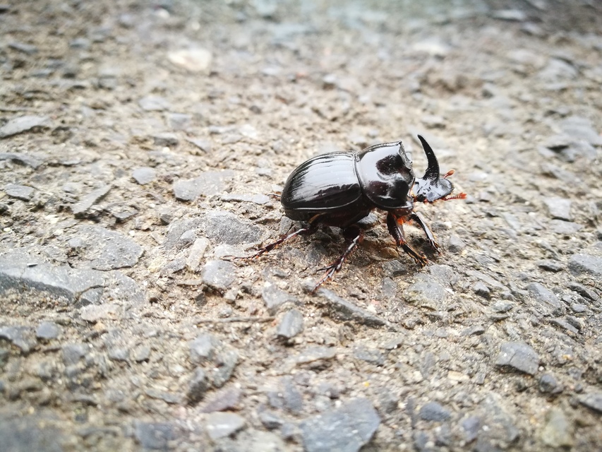 Copris lunaris - közönséges holdszarvú-ganéjtúró