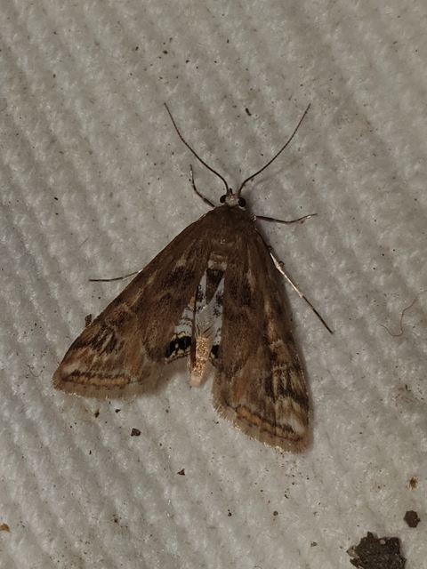Cataclysta lemnata - békalencsemoly