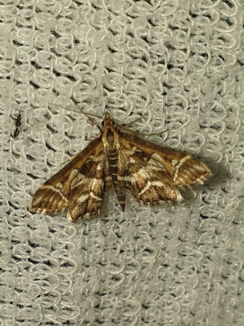 Diasemia reticularis - betűmintás tűzmoly
