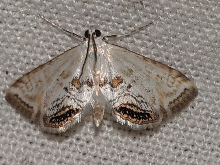 Cataclysta lemnata - békalencsemoly