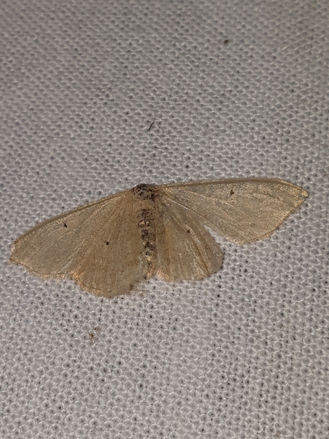 Idaea straminata - szalmasárga sávosaraszoló