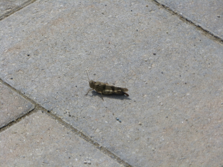 Oedipoda caerulescens - kékszárnyú sáska