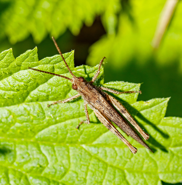 Chorthippus brunneus - közönséges tarlósáska