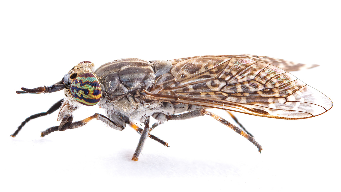 Haematopota pluvialis - esőthozó pőcsik