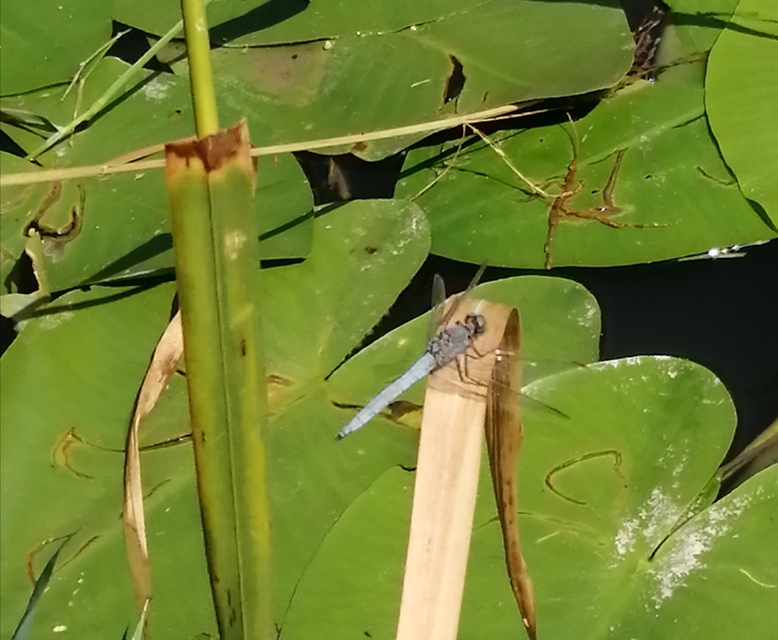 Orthetrum coerulescens - karcsú pásztorszitakötő