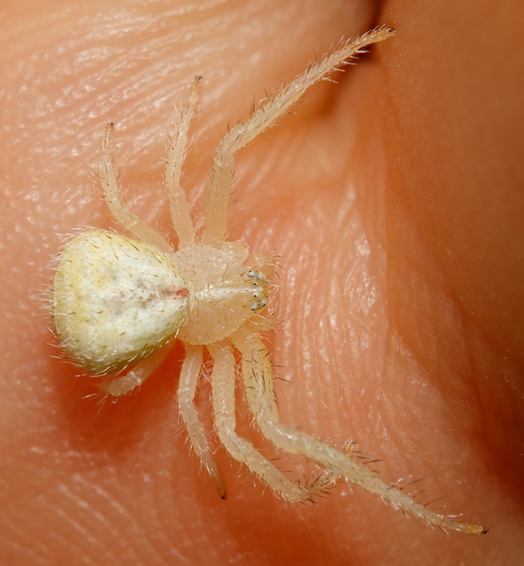 Heriaeus