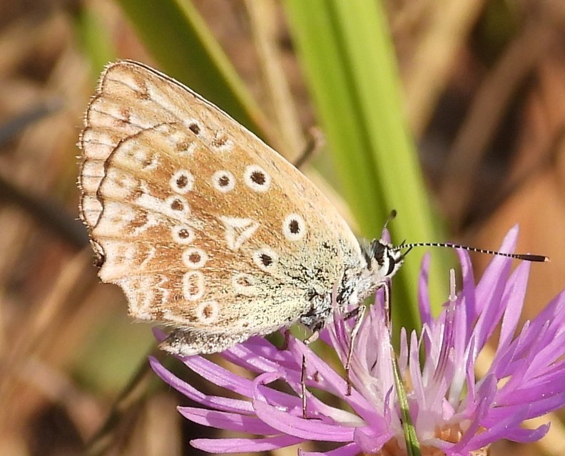 Polyommatus daphnis - csipkés boglárka