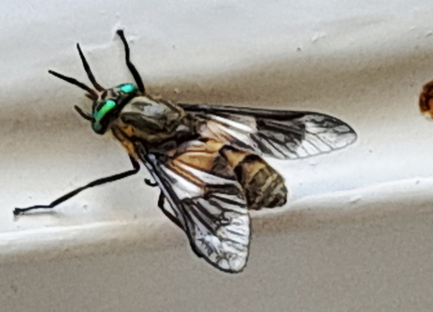 Chrysops