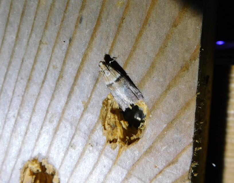 Acrobasis tumidana - bordás karcsúmoly