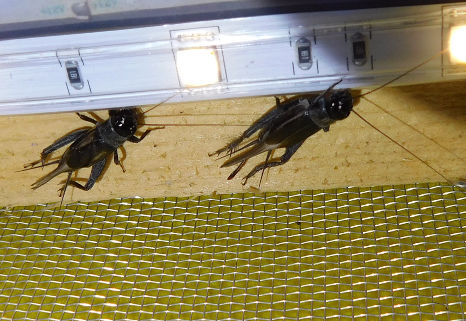 Eumodicogryllus bordigalensis - bordói tücsök