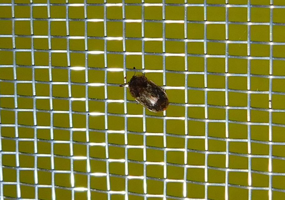 Soronia grisea - pettyegetett fénybogár