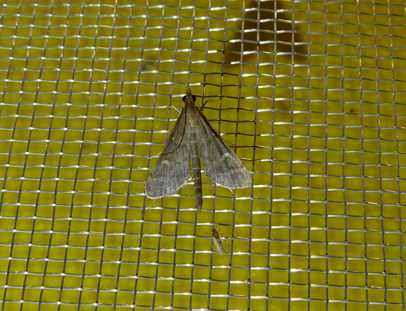 Dolicharthria punctalis - hosszúlábú tűzmoly