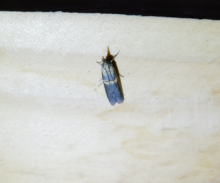 Etiella zinckenella - akácmoly