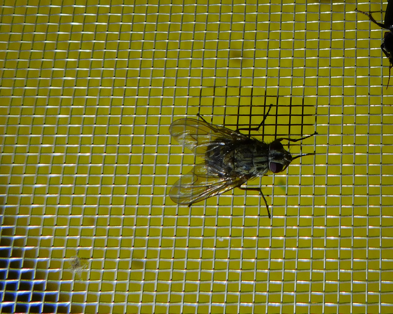 Muscidae - igazi legyek