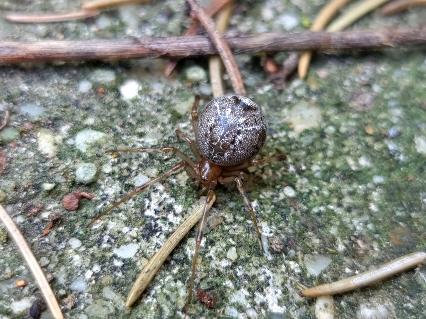 Parasteatoda tepidariorum - üvegházi törpepók