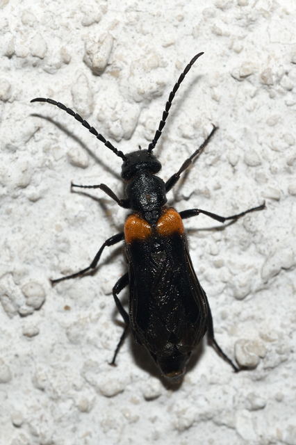 Sitaris muralis - pirosvállú méhbogár