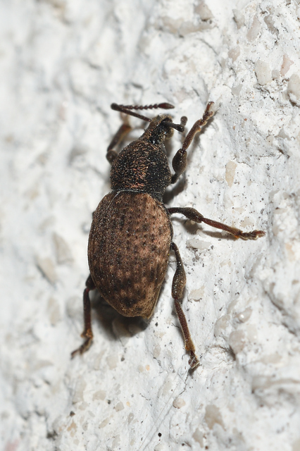 Otiorhynchus raucus - molyhos gyalogormányos