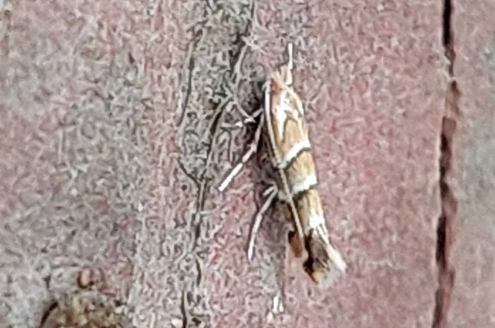 Cameraria ohridella - vadgesztenye-sátorosmoly
