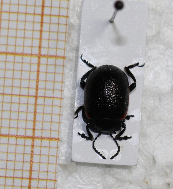 Chrysolina kuesteri - ráncos szegélyeslevelész