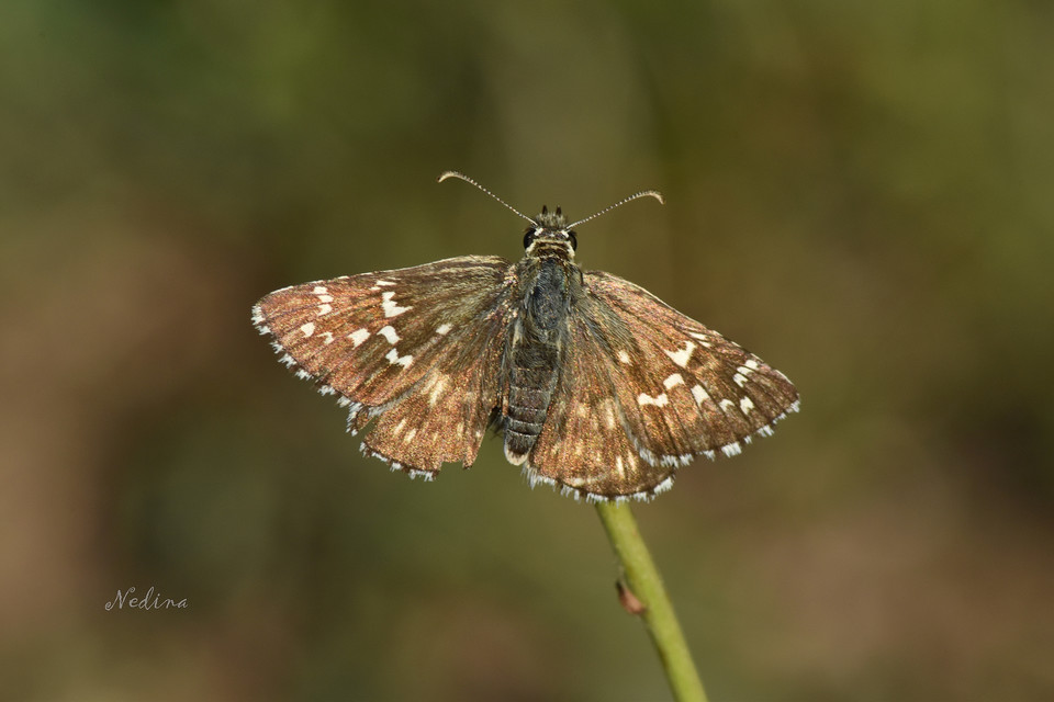 Pyrgus carthami - nagy busalepke
