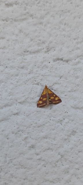 Pyrausta purpuralis - közönséges bíbormoly