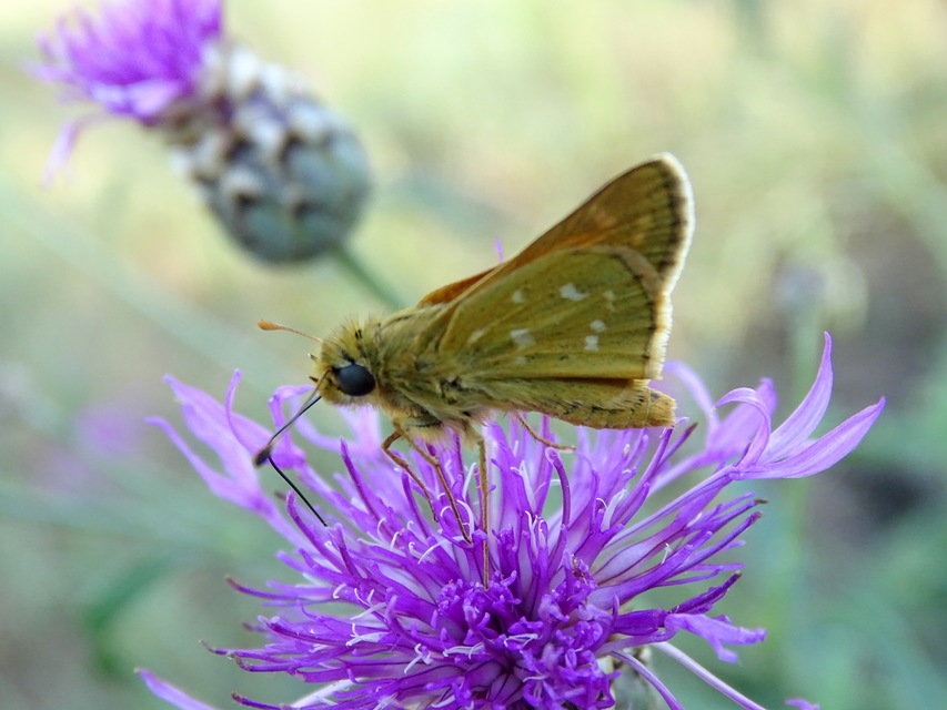 Hesperia comma - vesszős busalepke