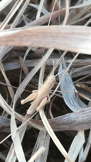 Chorthippus (Chorthippus) (subgenus)
