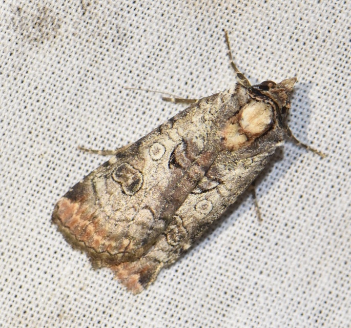 Epilecta linogrisea - karcsú sárgafűbagoly