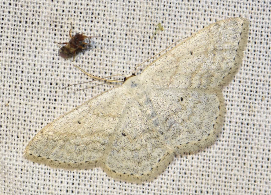 Scopula incanata - hamvas sávosaraszoló