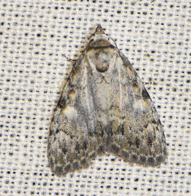 Meganola strigula - hamvas pamacsosszövő