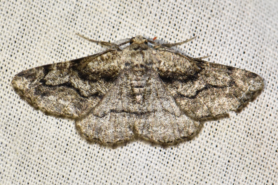 Synopsia sociaria - ürömaraszoló