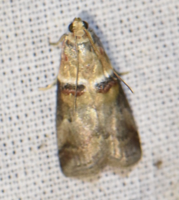 Acrobasis tumidana - bordás karcsúmoly