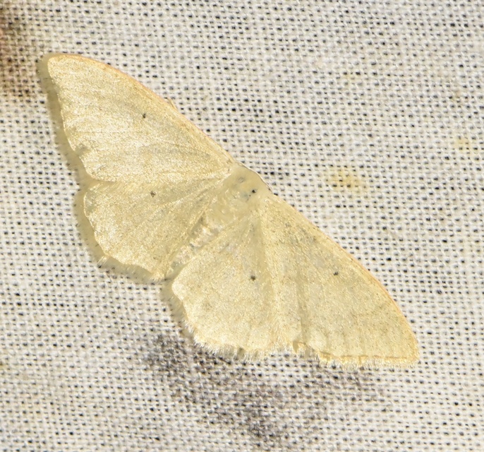 Idaea straminata - szalmasárga sávosaraszoló