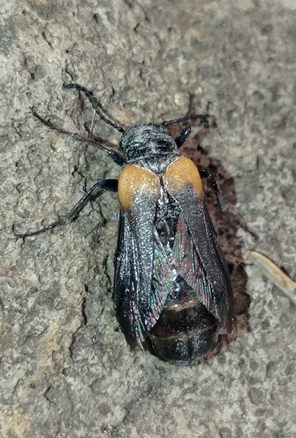 Sitaris muralis - pirosvállú méhbogár