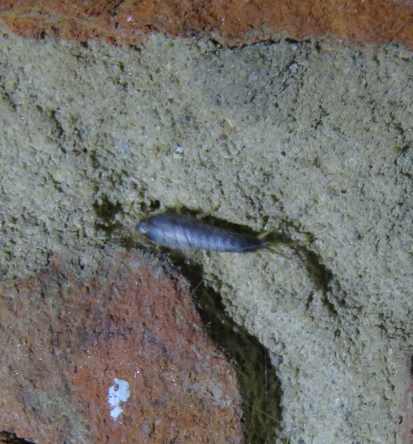 Lepisma saccharinum - ezüstös ősrovar