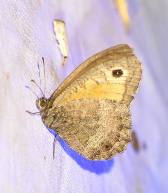 Arethusana arethusa - közönséges szemeslepke
