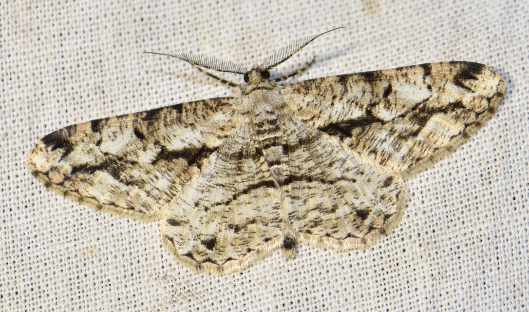 Peribatodes umbraria - fagyal-faaraszoló