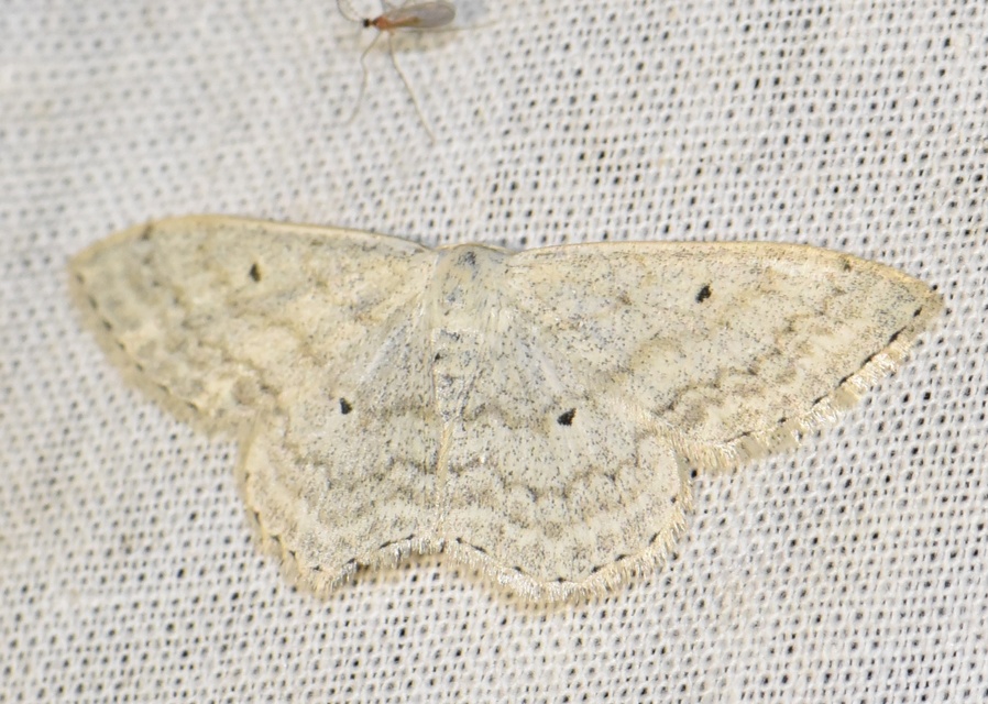 Scopula incanata - hamvas sávosaraszoló