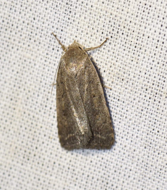 Athetis gluteosa - nyugtalan lápibagoly
