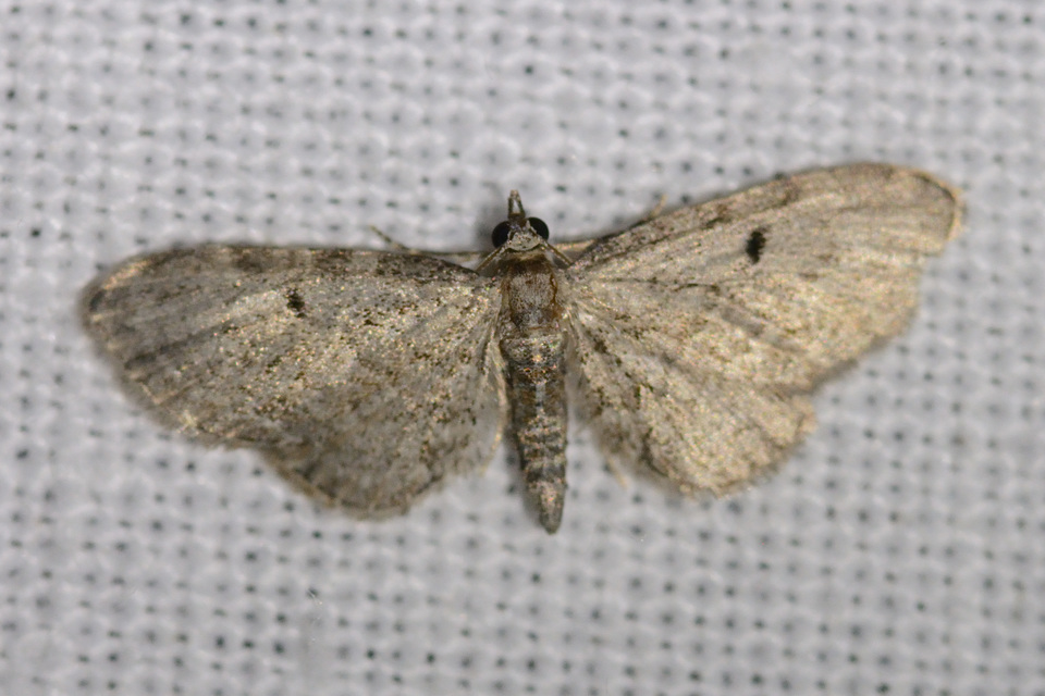 Eupithecia tenuiata - sötétszegélyű törpearaszoló