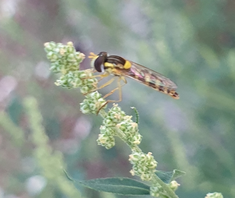 Sphaerophoria