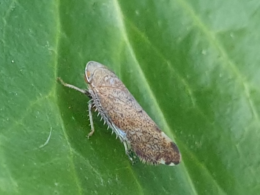 Fieberiella florii